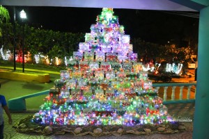 Arbol Sosua 1