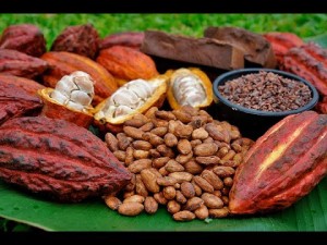Cacao-Organico