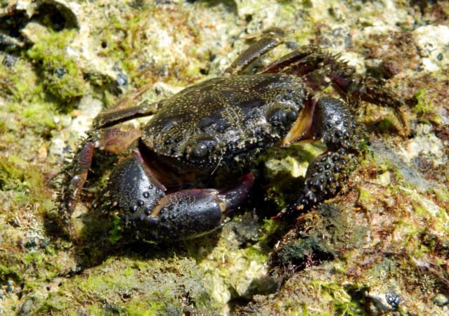 Presidente Medina emite decreto que prohíbe la captura de cangrejos