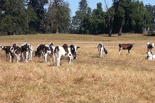 Presidente de Apropenor denuncia sequías y lluvias son catastróficas para la ganadería en PP