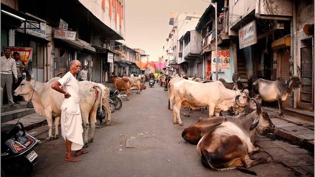 ¿Vacas Sagradas, hasta cuándo?