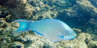 El pez loro continúa vendiéndose como pan caliente