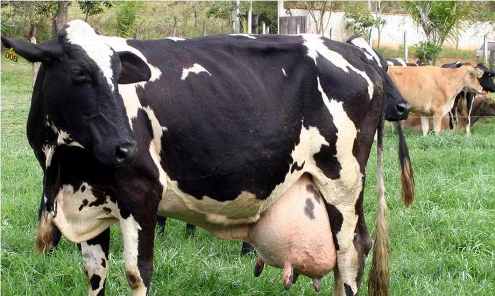 Ganaderos de Puerto Plata están contentos con lluvias caídas en los últimos  días