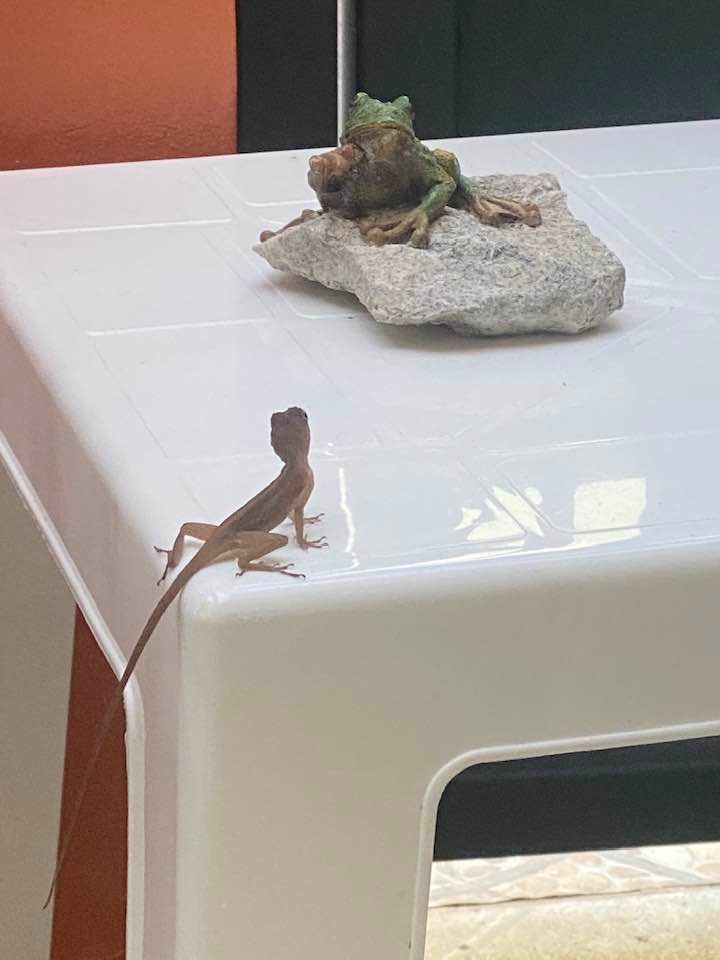 Escultura de una rana casi mata de un susto un lagarto que la confundió con un monstruo descomunal