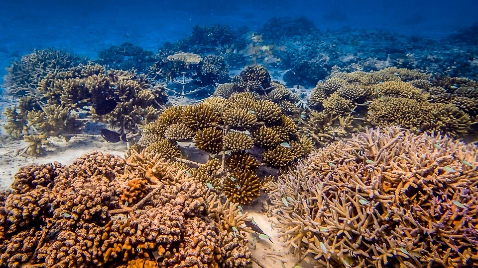 Clúster Turístico de Puerto Plata motiva a respaldar proyectos de la Fundación Ecológica Maguá