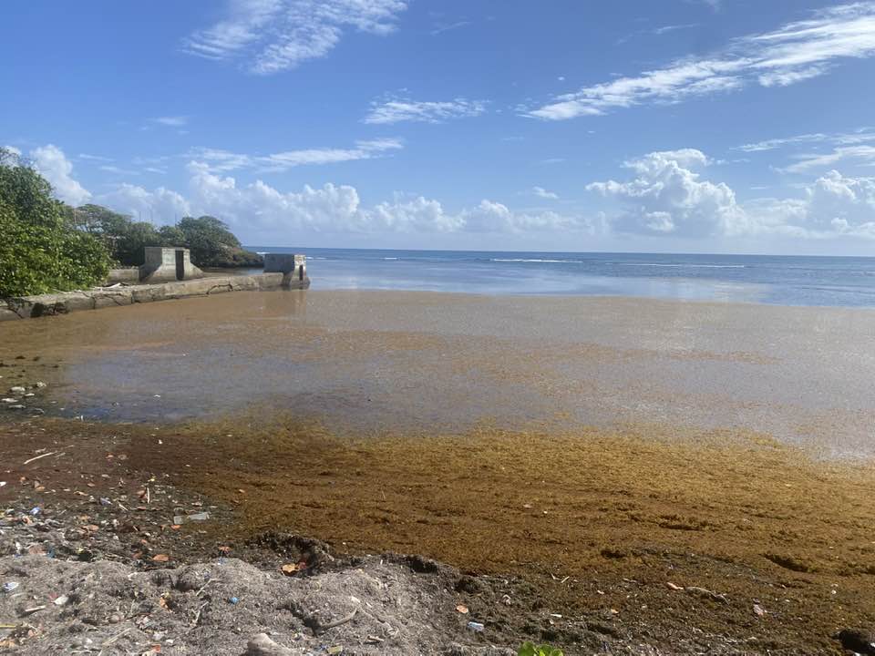 Crece presencia de sargazo en el litoral y crece preocupación de hoteleros que demandan solución